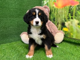 Bernese Mountain Dog female Puppy for sale 010534670